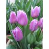 Tulipa 'Marein'