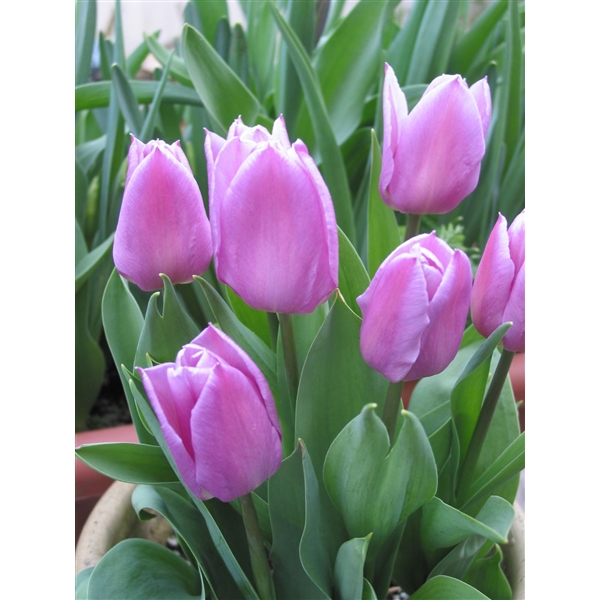 Tulipa 'Marein'