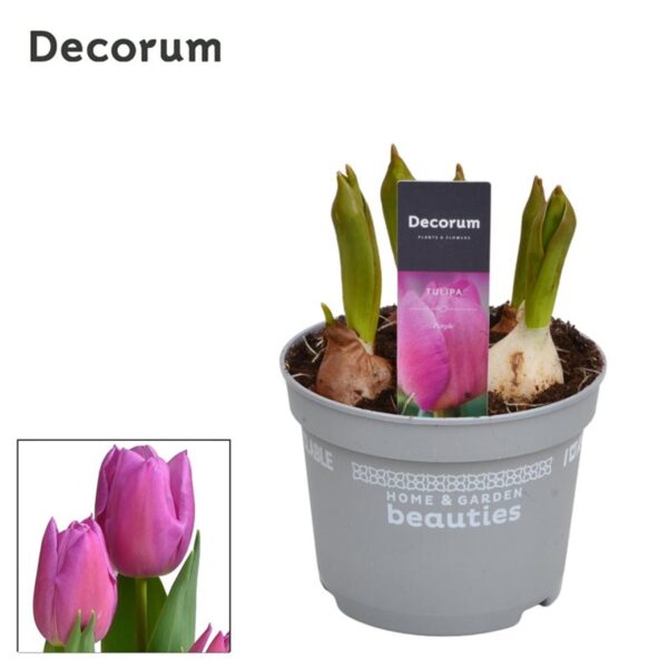 Tulipa 'Marein'