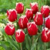 Tulipa 'Intense'