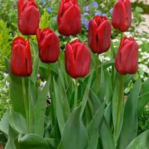 Tulipa 'Seadov'
