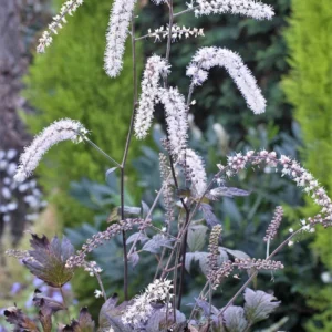 Actaea rac. 'Queen of Sheba'