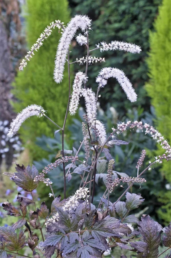 Actaea rac. 'Queen of Sheba'