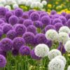 Allium 'Gladiator' - ukrasni luk