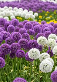 Allium 'Gladiator' - ukrasni luk