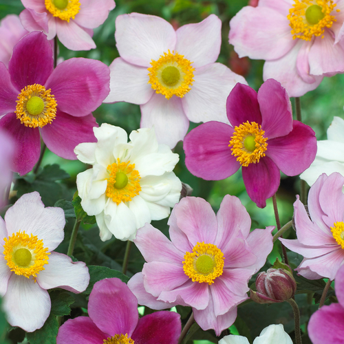 Anemone japonica mix
