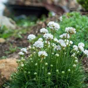Armeria mar. 'Armada® White'