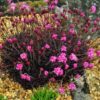 Armeria mar. 'Rubrifolia'