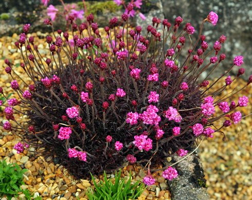Armeria mar. 'Rubrifolia'