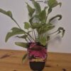 Echinacea mix