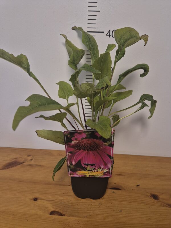 Echinacea mix