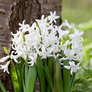 Hyacinthus multiflora white