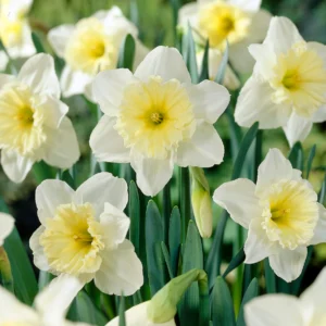 Narcissus 'Ice Follies'