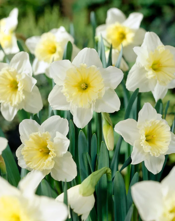 Narcissus 'Ice Follies'