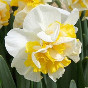 Narcissus 'Westward'