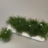 Armeria mar. 'Armada® White'