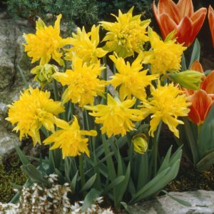 Narcissus 'Rip van Winkle'