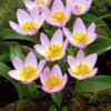 Tulipa 'Bakeri Lilac Wonder'