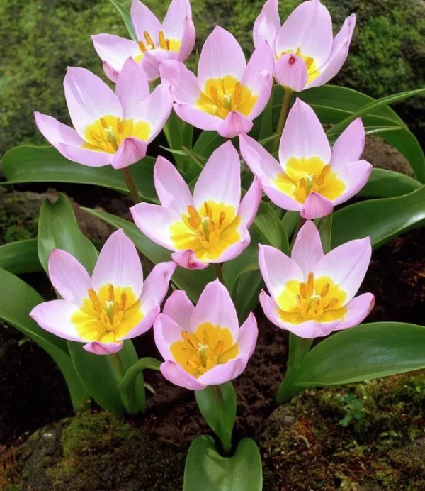 Tulipa 'Bakeri Lilac Wonder'