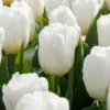 Tulipa 'Calgary'