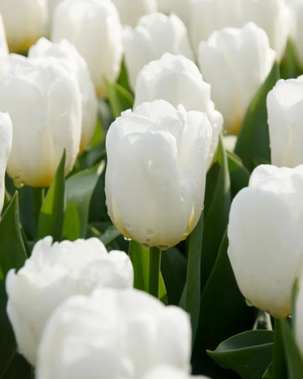 Tulipa 'Calgary'