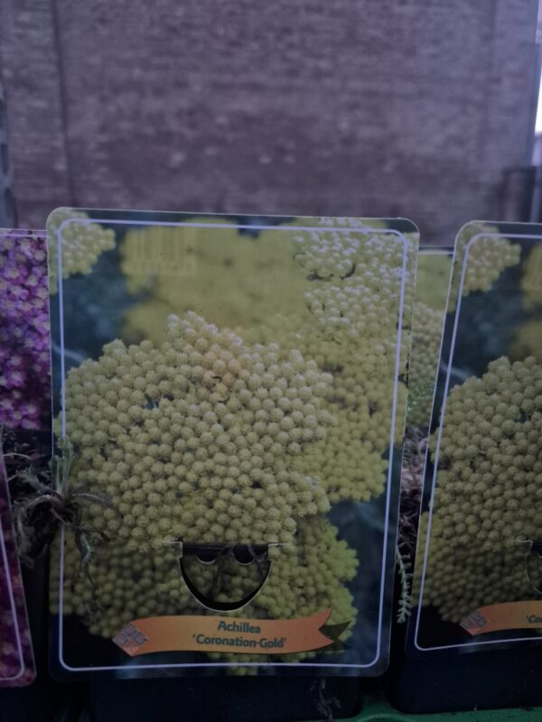Achillea mix