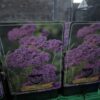 Achillea mix