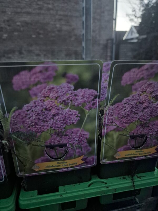 Achillea mix