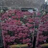 Achillea mix