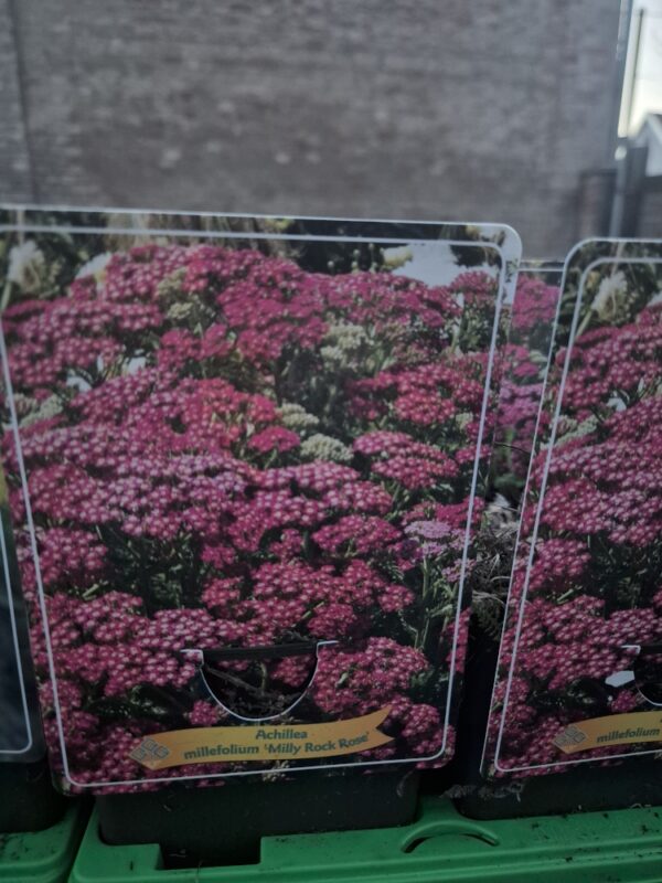Achillea mix