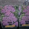 Achillea mix