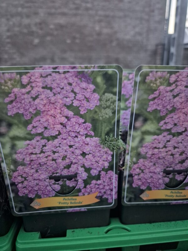 Achillea mix