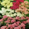 Achillea mix