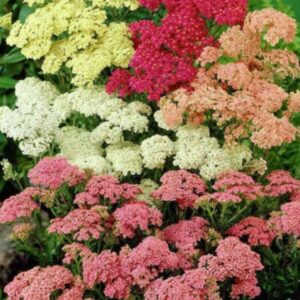 Achillea mix