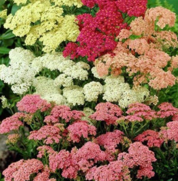 Achillea mix