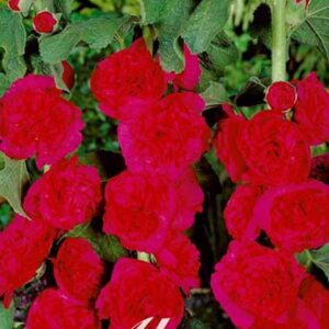 Alcea rosea 'Charters Red'-vrtni sljez