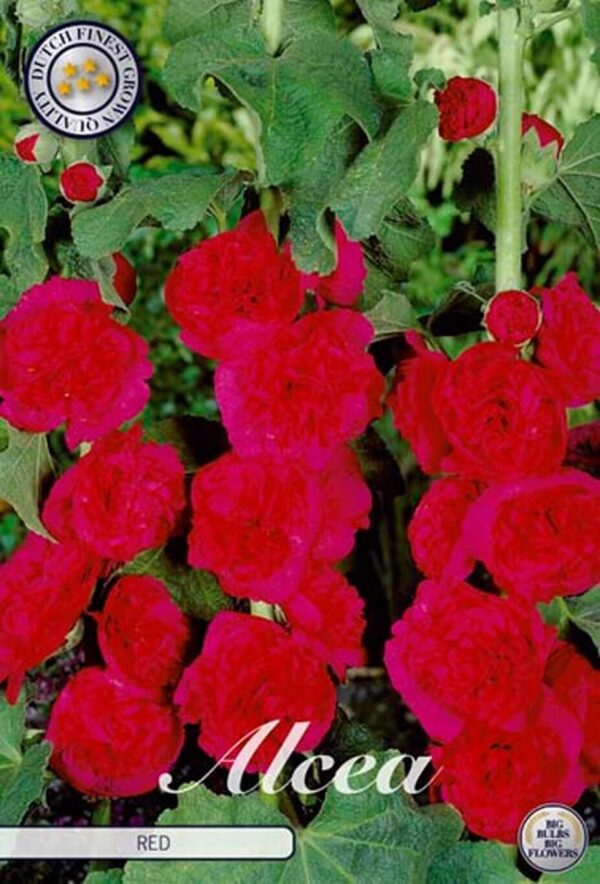 Alcea rosea 'Charters Red' - vrtni sljez