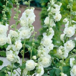 Alcea rosea 'White'-vrtni sljez