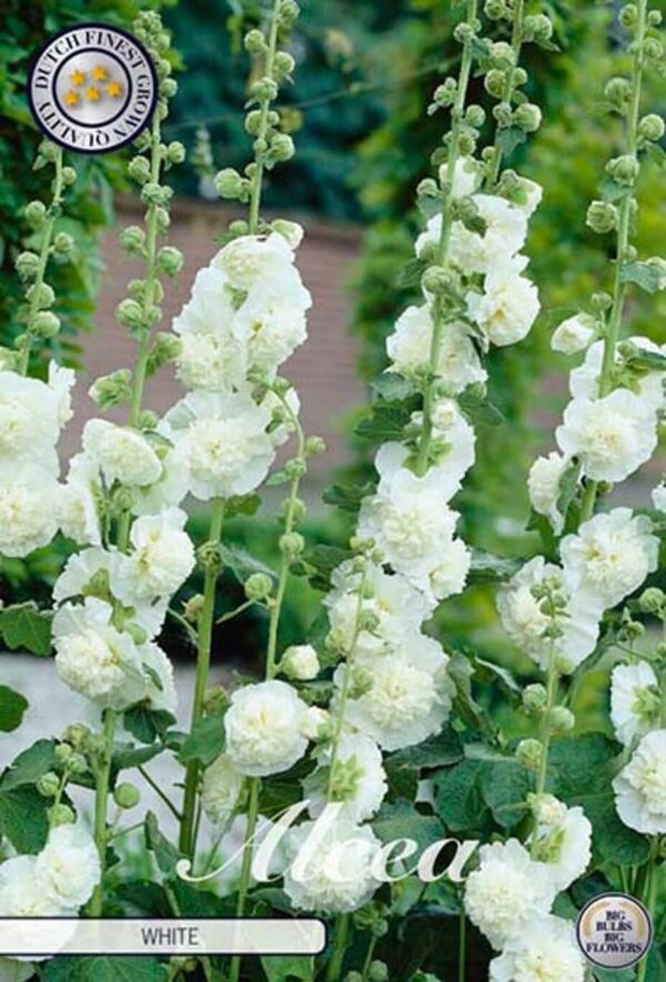 Alcea rosea 'White' - vrtni sljez