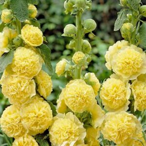Alcea rosea 'Yellow' - vrtni sljez