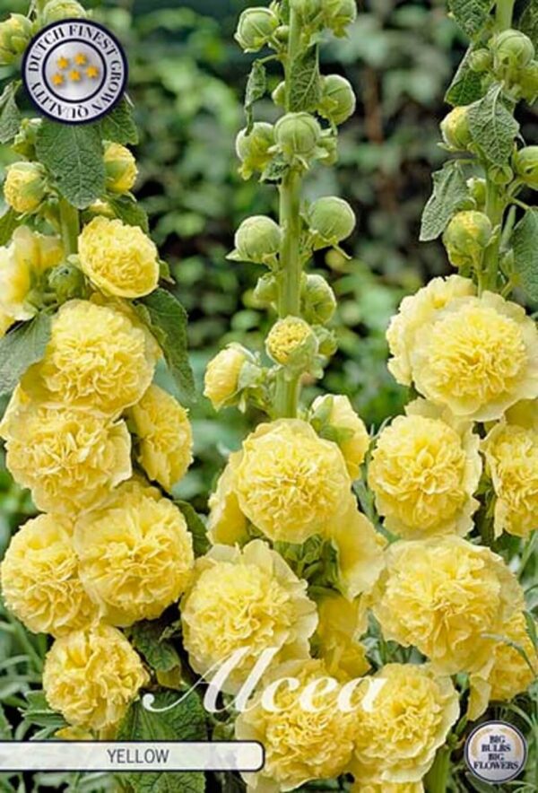 Alcea rosea 'Yellow' - vrtni sljez