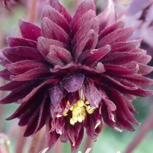Aquilegia vulgaris 'Black Barlow'