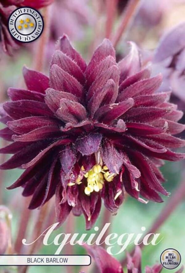 Aquilegia vulgaris 'Black Barlow'