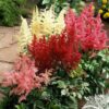 Astilbe mix