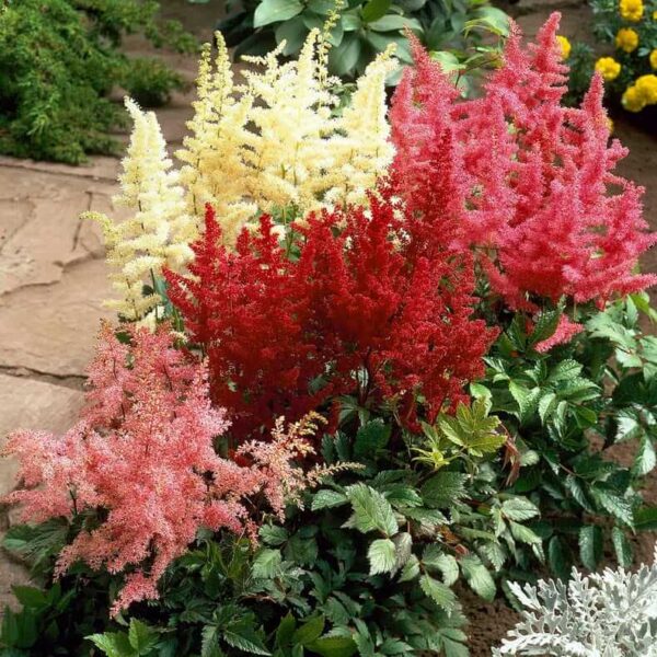 Astilbe mix