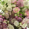 Astrantia mix