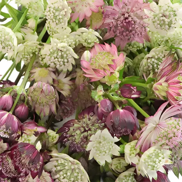 Astrantia mix