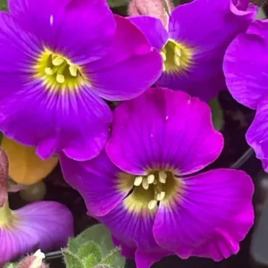 Aubrieta 'GlacierTM Violet' Aubrieta 'Glacier™ Violet'