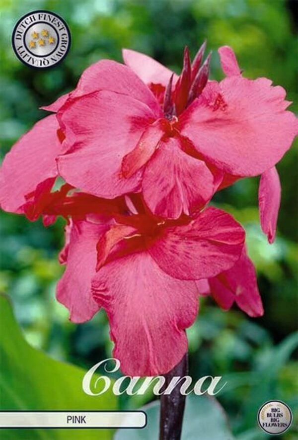 Canna 'Pink'