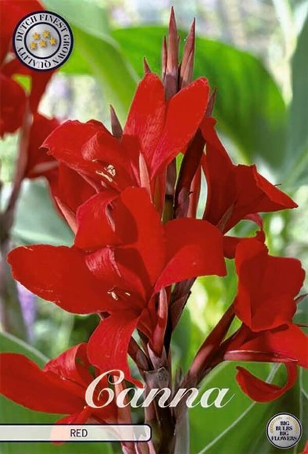 Canna 'Red'